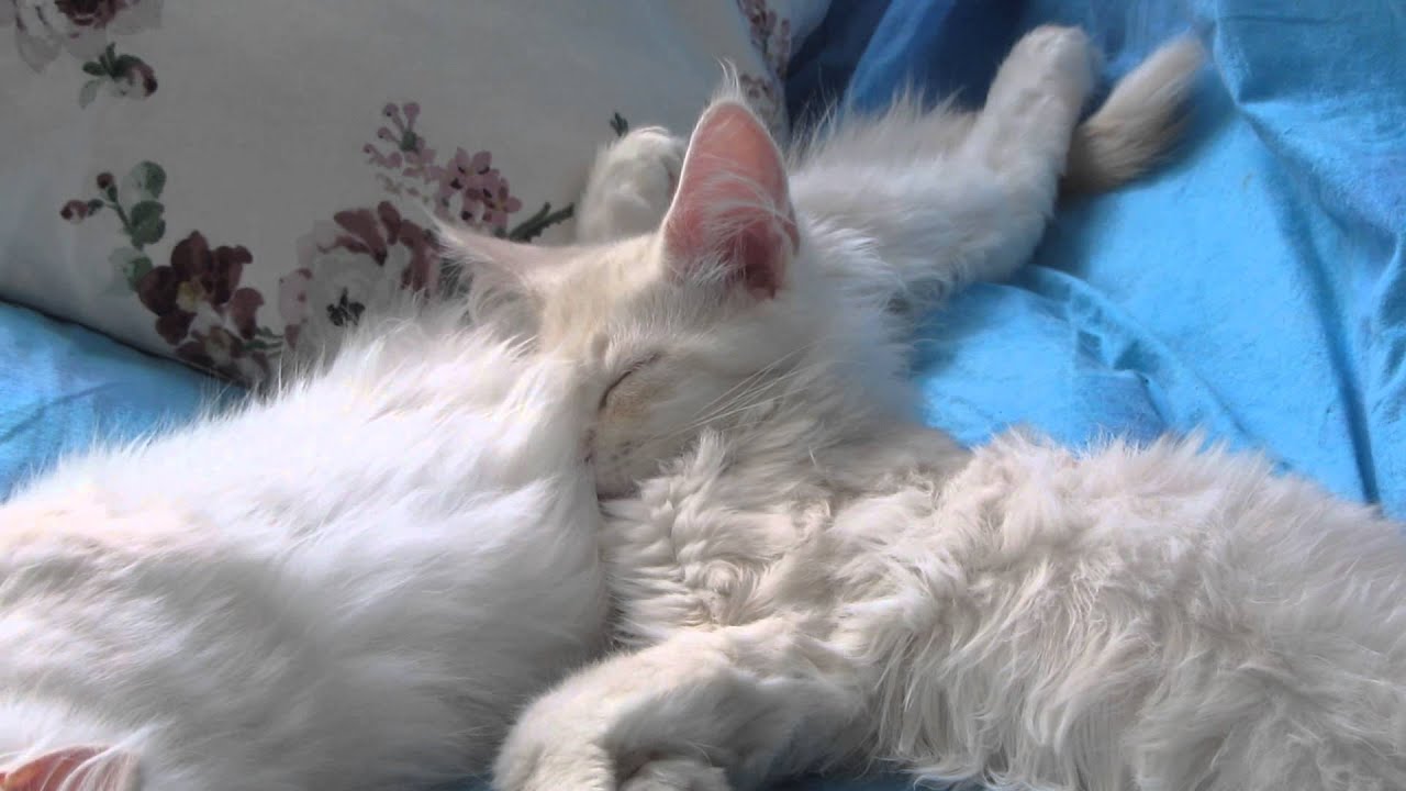 Maine Coon kittens sleeping. YouTube