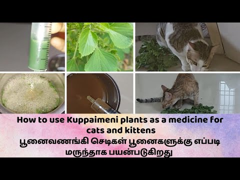 How to use Kuppaimeni plant for cat &kitten பூனைவணங்கி செடிகள் பூனைக்கு எப்படி மருந்தாக பயன்படுகிறது