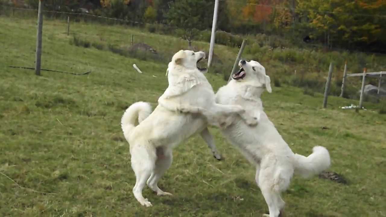Livestock Guard Dogs Maple and Fingal play-fighting again - Old Man