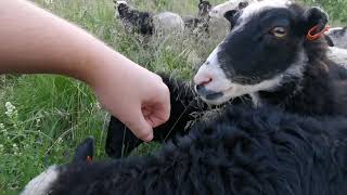 Hungry sheep trying to eat my hand