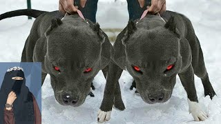 5 Most Banned Dog Breeds in The World|Best Fighter Dogs