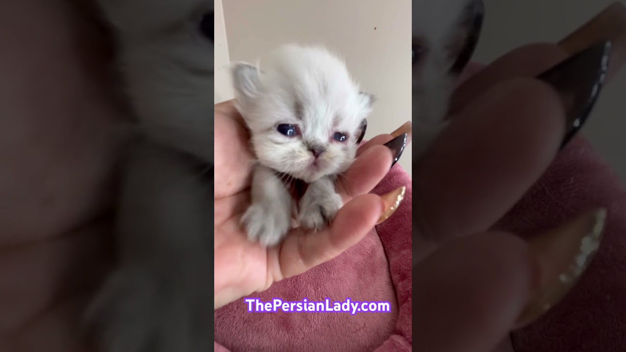 White Blue Point Himalayan Female at ThePersianLady.com 