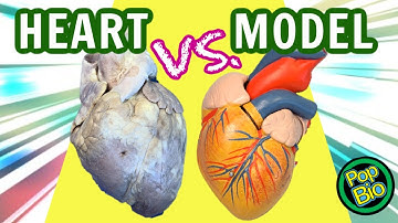 Sheep Heart Dissection VS Heart Model Anatomy 3D Anatomy