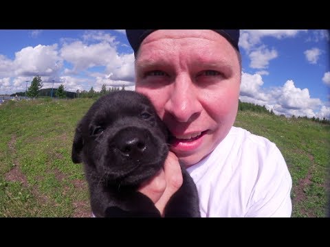 Video: Labradorinnoutaja-koirarotu On Allergiatestattu, Terveys- Ja Elämänalue