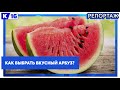 Как выбрать вкусный арбуз?