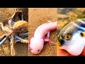 Catching Seafood 🦑🦀 Deep Sea Octopus Catch Fish,Catch Shark   Tik Tok #13