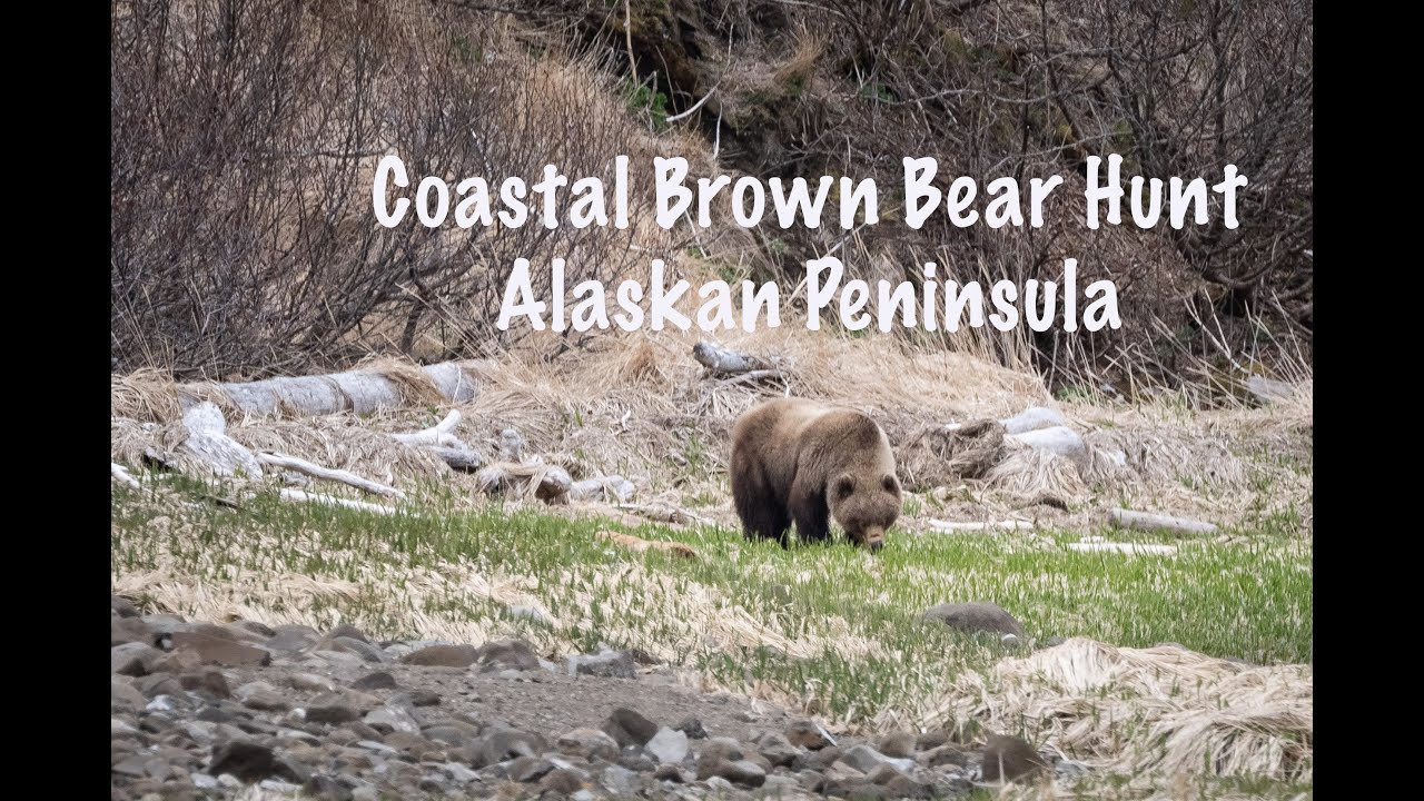 Brown Bear Hunting on the Alaskan Peninsula