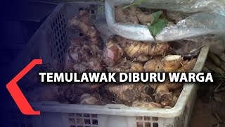 Laris Manis, Temulawak Diburu Warga Kanggo Bahan Jamu