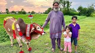 Cow 🐄 Ka Last Day Aur Humari Teyari 🥹