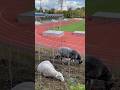 Die Tierischen Rasenmäääher Sind Zurück Im Stadion Wilmersdorf Charlottenburg Schafe