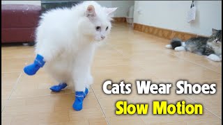 Slow Motion: Cat's Reaction to Wearing Shoes