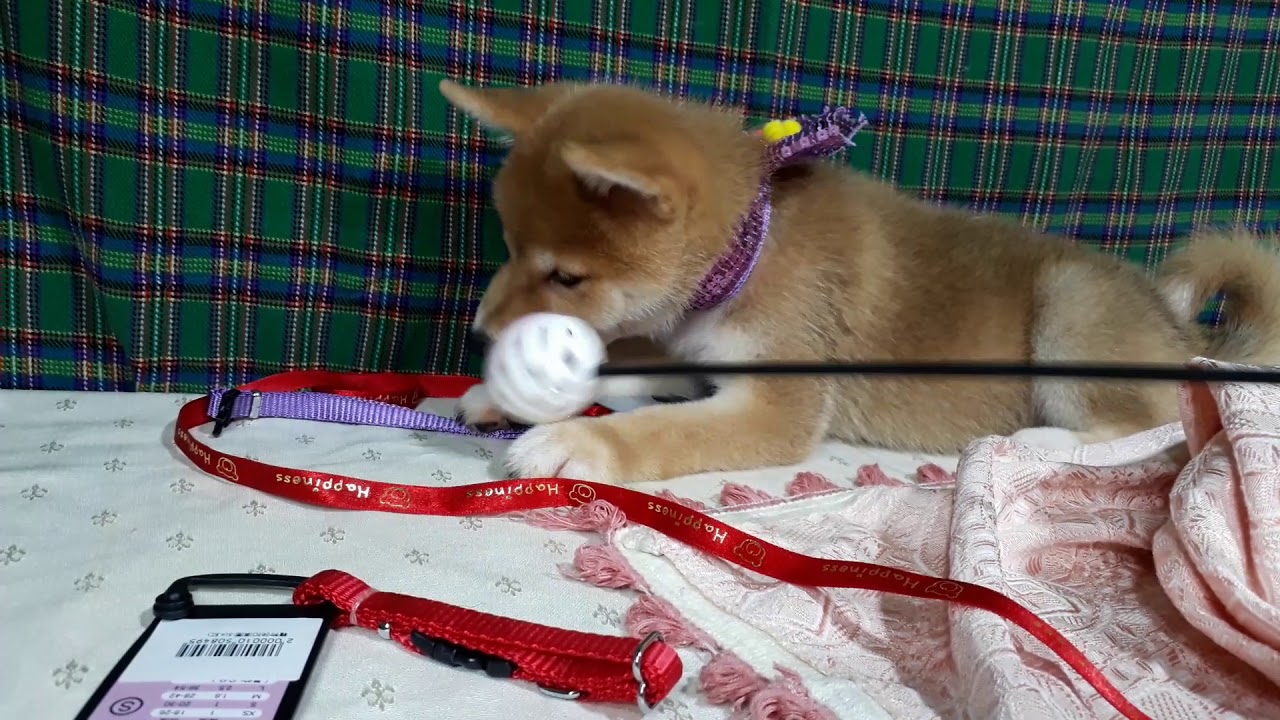 PuppyFinder.com : Jackie the female Shiba Inu puppy ...