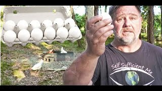 Why Keeping Chickens is (not a) "BAD" Idea | World Egg Crisis  (Mark's link below)