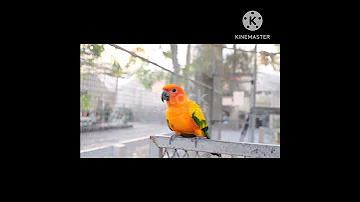 Samsung Massage Ring By Bird S Whistle Birds 