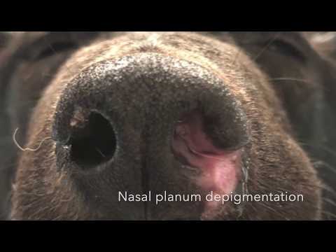 Videó: Gombafertőzés (Aspergillosis) Kutyáknál