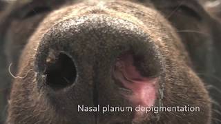 Sinonasal aspergillosis dog/Синоназальный аспергиллез собак/Clinic case Sinonasal aspergillosis dog/Синоназальный аспергиллез собак/Clinic case