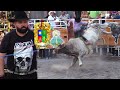 ¡¡¡RANCHO EL AGUAJE DE SERGIO PELAYO JR!!! JARIPEO EN SALVATIERRA GUANAJUATO 3 DE FEBRERO 2022