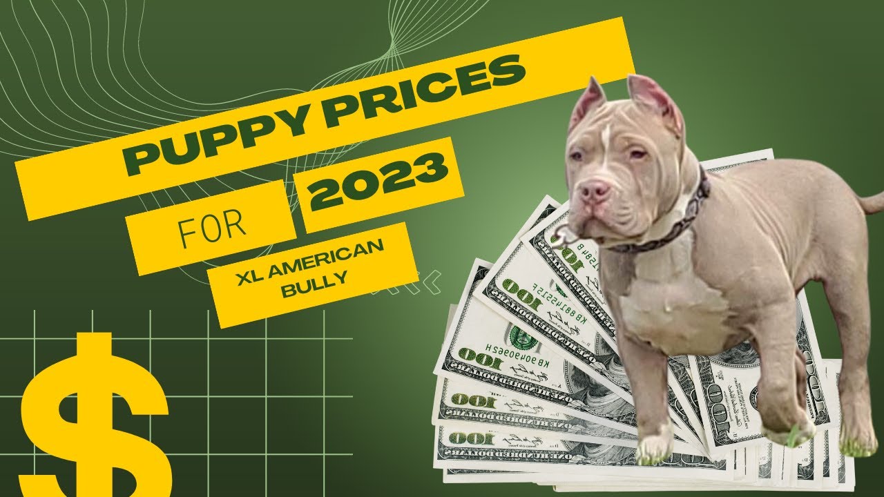 XL American Bully Puppy Prices