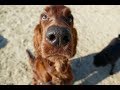 Seamus - 5 Month Old Red Setter - 6 Weeks Residential Dog Training