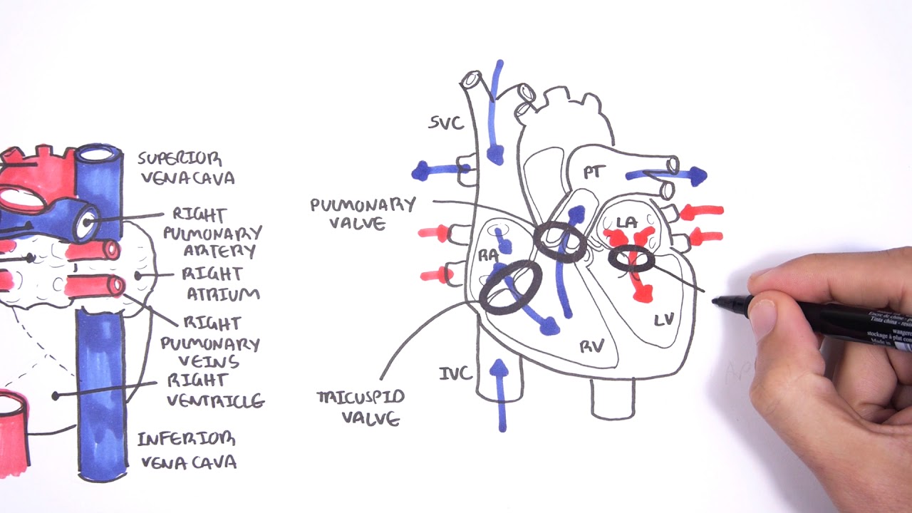 ⁣Introduction to Cardiac (Heart) Anatomy and the Chest Xray