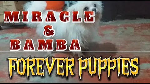 MERACLE & BAMBA | FOREVER PUPPIES