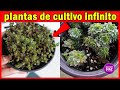 Si compras una de estas plantas tendrás un CULTIVO infinito, son demasiado agradecidas