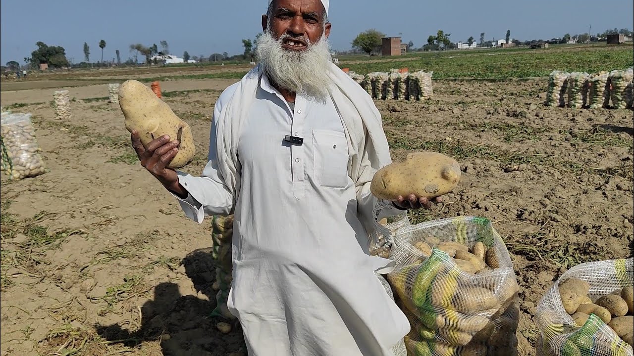 सैंटाना(  Santana) आलू की नई वैरायटी 1.5 kg  तक का आलू। Potato Crop farming 