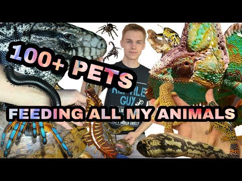 FEEDING ALL MY ANIMALS (100+ PETS) [INSANE]