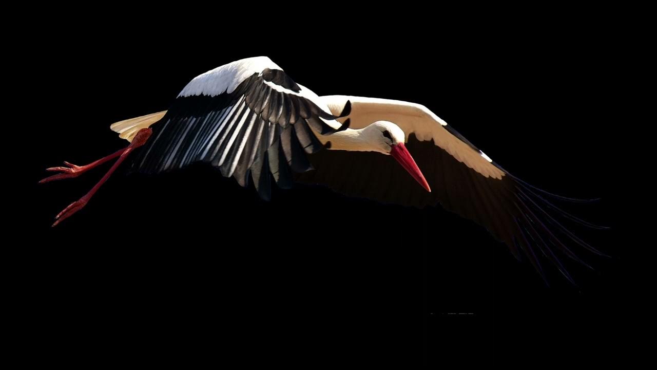 Stork Sound Effect. YouTube