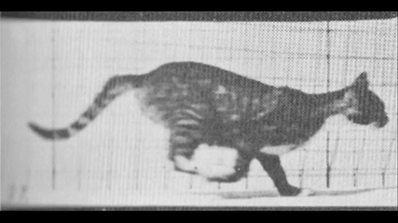 Eadweard Muybridge: Cat in trot changing to gallop