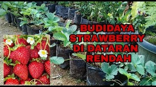 CARA BUDIDAYA STRAWBERRY DI DATARAN RENDAH