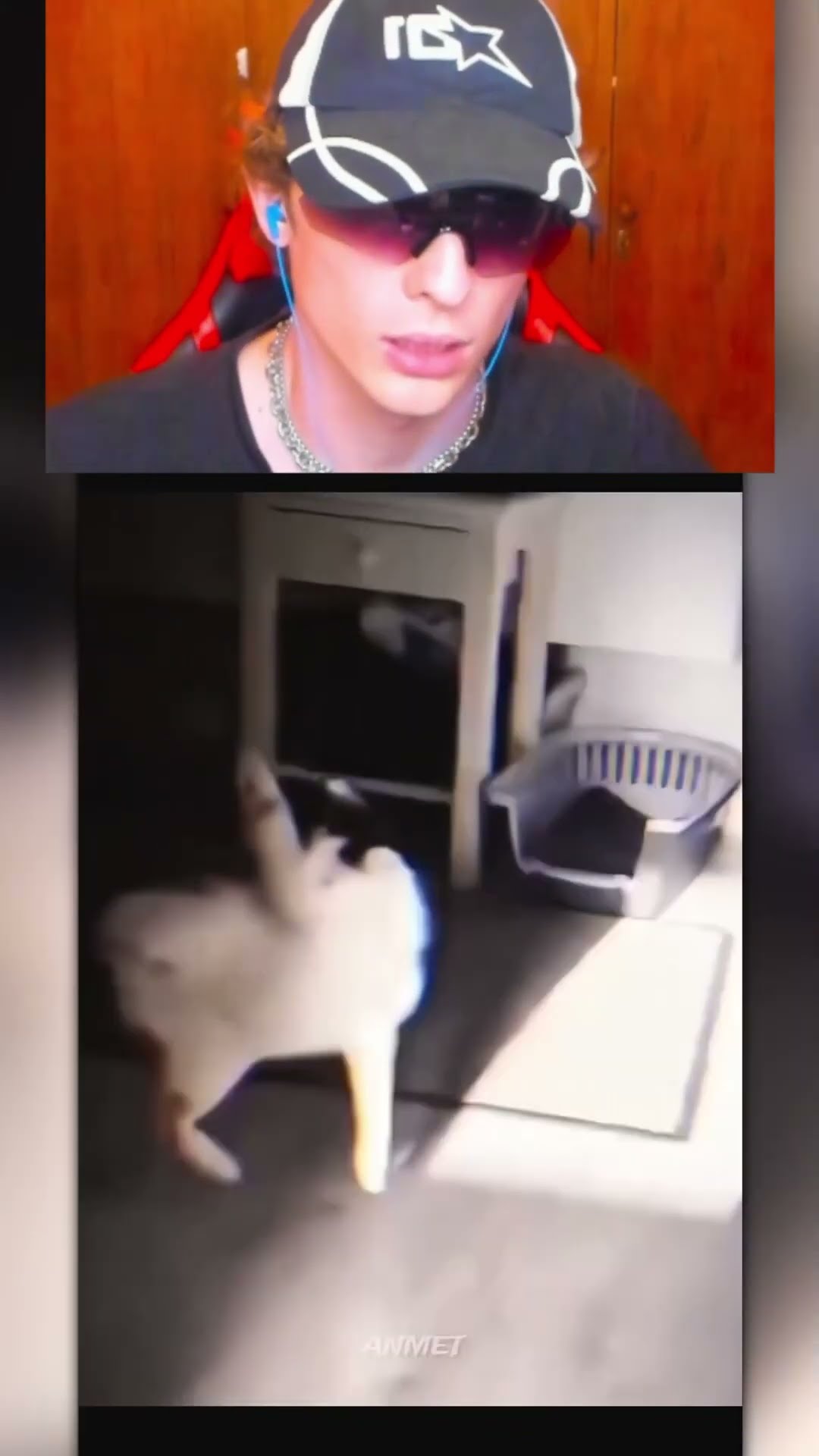PERRO hace BULLYING a GATOS inocentes??