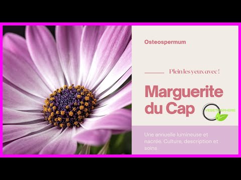 Vidéo: Marguerite: Description, Variétés Décoratives, Placement Dans Le Pays