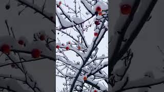Shorts.  Crabapple fruit in the snow雪中海棠果