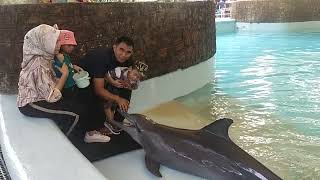 Adek Akak Ga Berani Pegang Lumba-Lumba