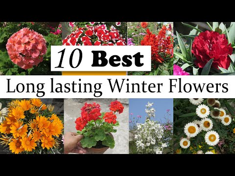 10 Best Long Lasting Winter Flowering Plants , Easy to Grow