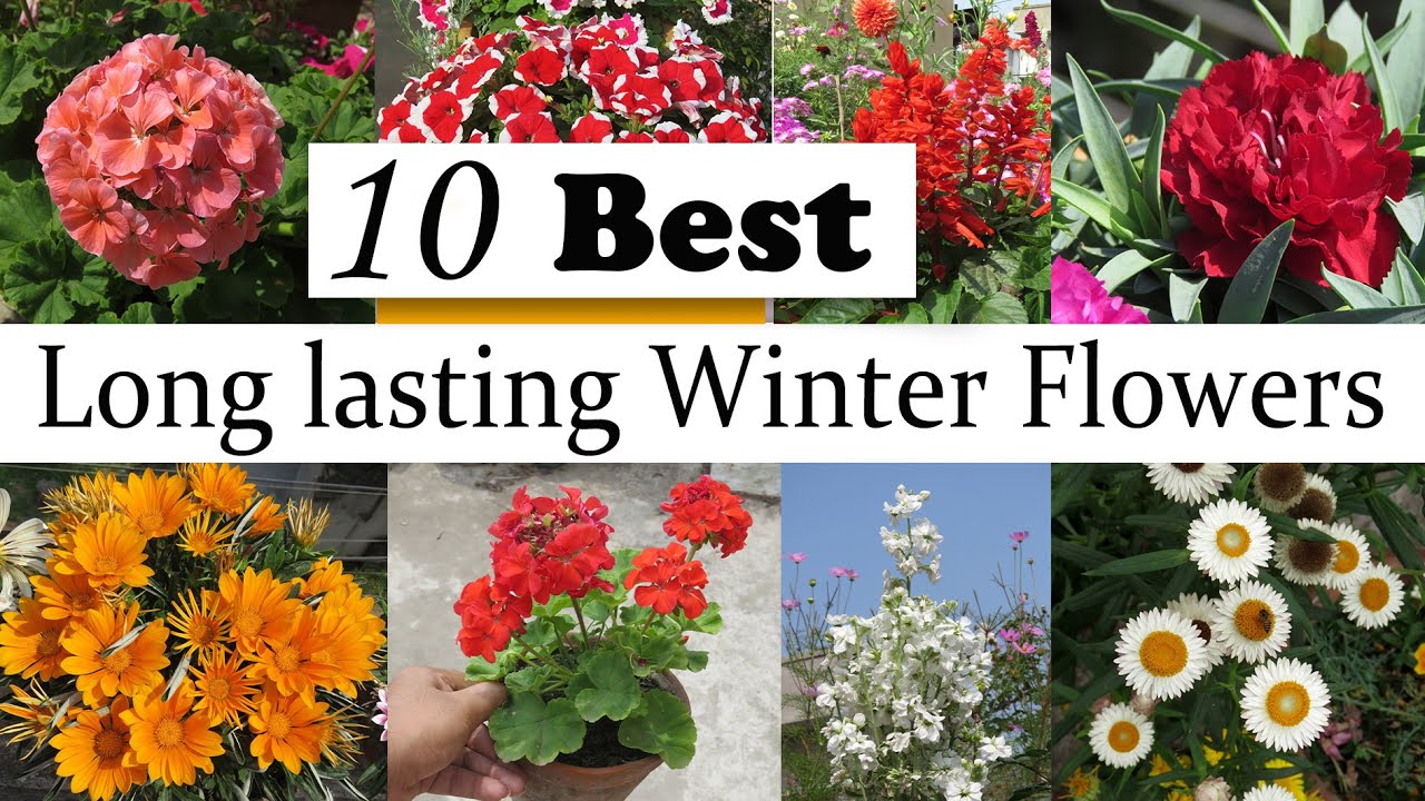 10 Best Long Lasting INDIAN Winter Flowering Plants , Easy to Grow 