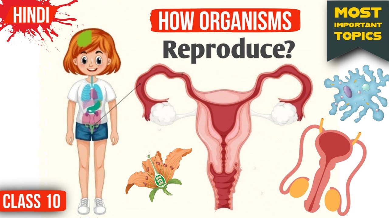 How Do Organisms Reproduce Class 10 | How Do Organisms Reproduce Class 10  One Shot | Chapter 8 - YouTube