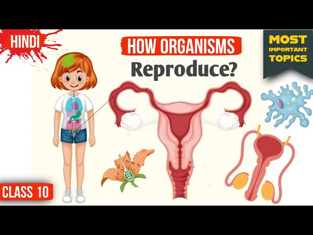 How Do Organisms Reproduce Class 10 | How Do Organisms Reproduce Class 10  One Shot | Chapter 8 - YouTube