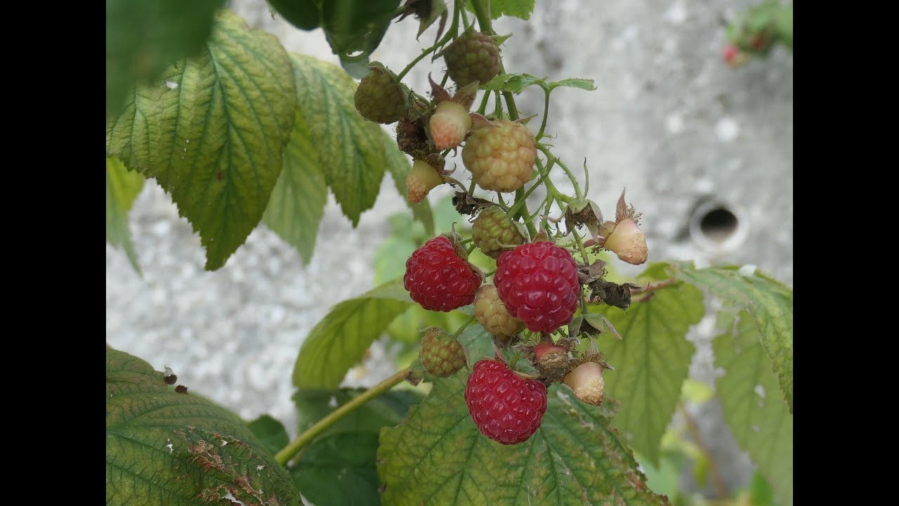 Save your raspberries - YouTube