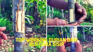 Cara toping pohon durian dari biji agar cepat berbuah