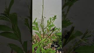 Wild Caterpillars! #caterpillar #monarchbutterflies #florida #wildinsects #monarchbutterfly