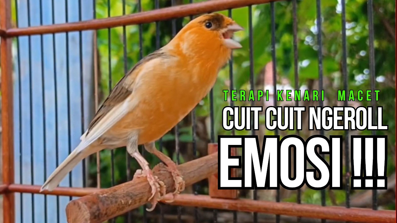 CUIT Cuit Kenari GACOR ngerol PANJANG AMPUH untuk PANCINGAN & MASTERAN Kenari PAUD cepat BUNYI