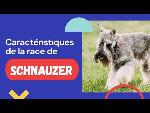 Vidéo: Les schnauzers sont-ils des chiens de chasse ?