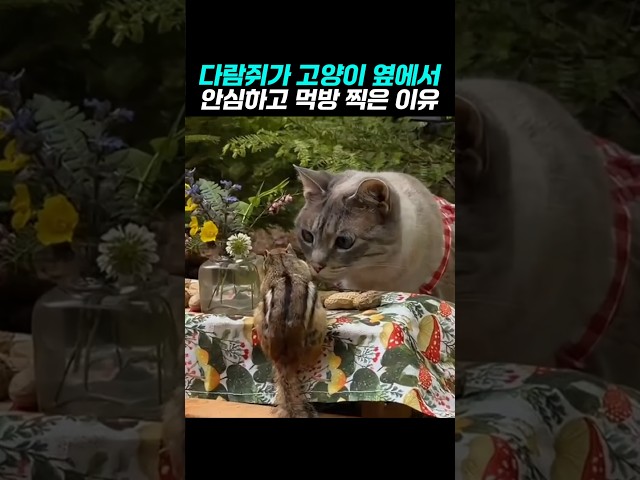 다람쥐가 고양이 앞에서 폭풍먹방 찍은 이유
