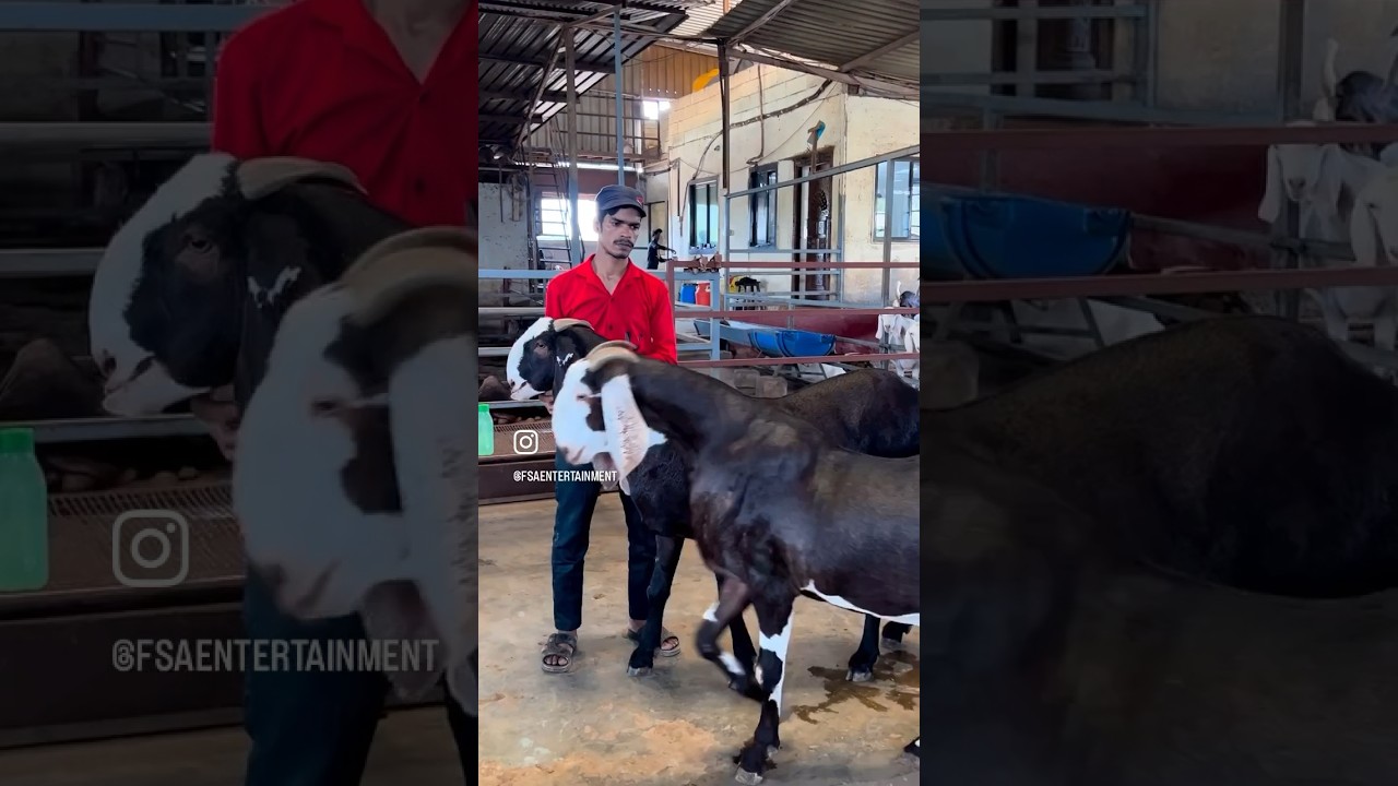 Big Khassi Goats at Silver Agro & Livestock Goat Farm Padgha