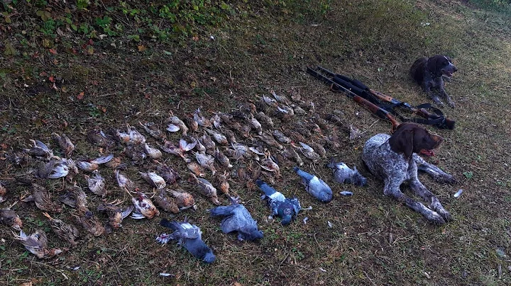 Quail hunting in Armenia.     . Lori vors