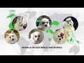 Video: White Dogs Grain Free White Fish Adult Small and Mini Breeds barība pieaugušajiem, maziem un mini šķirņu suņiem 10 kg