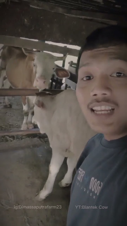 Story wa peternak sapi///rumangsaku//ngeneikihasilnecokk//remokremok//30detik