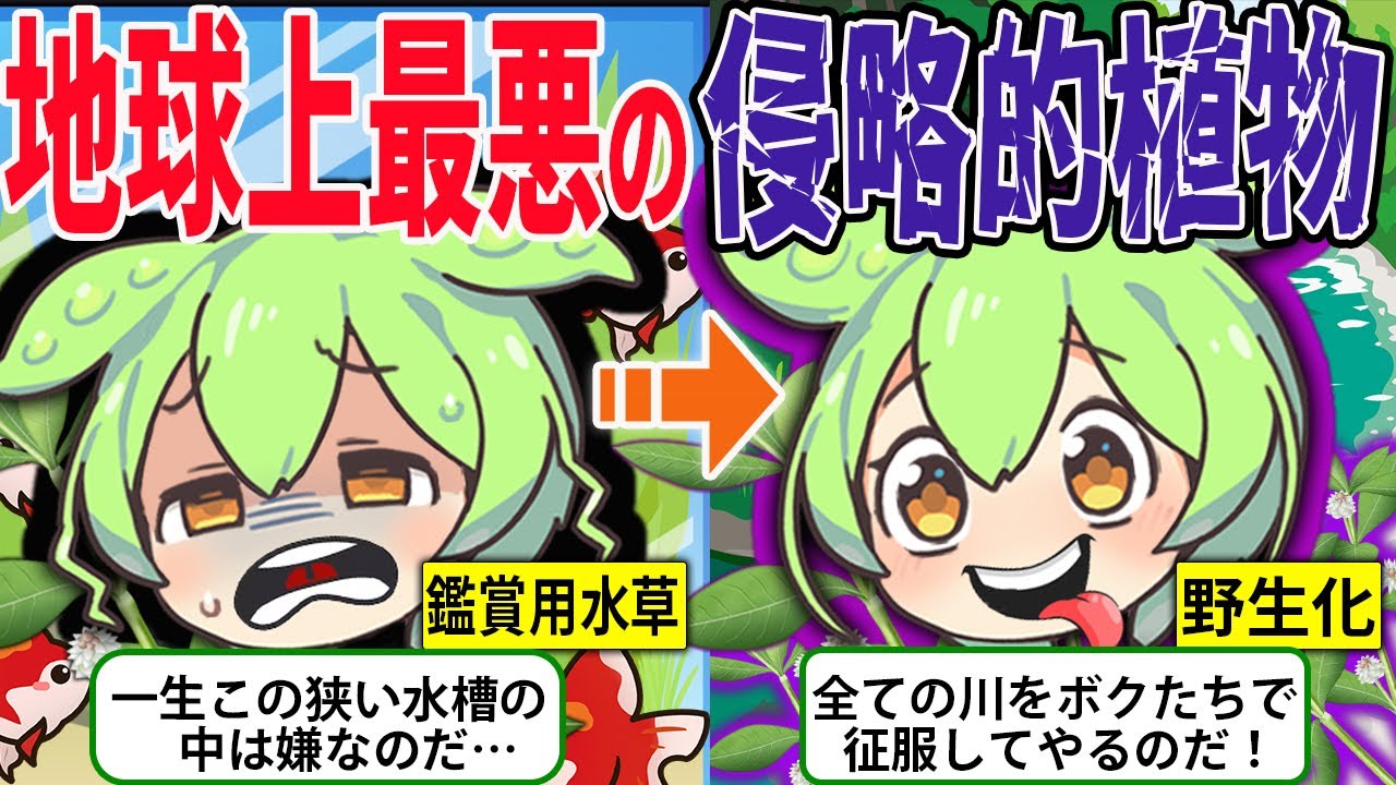 地球上最悪の侵略的植物と呼ばれる「ナガエツルノゲイトウ」が日本に放たれた結果…【ずんだもん＆ゆっくり解説】